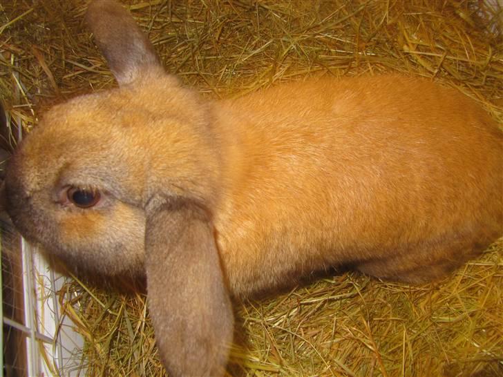 Kanin Bieber billede 9