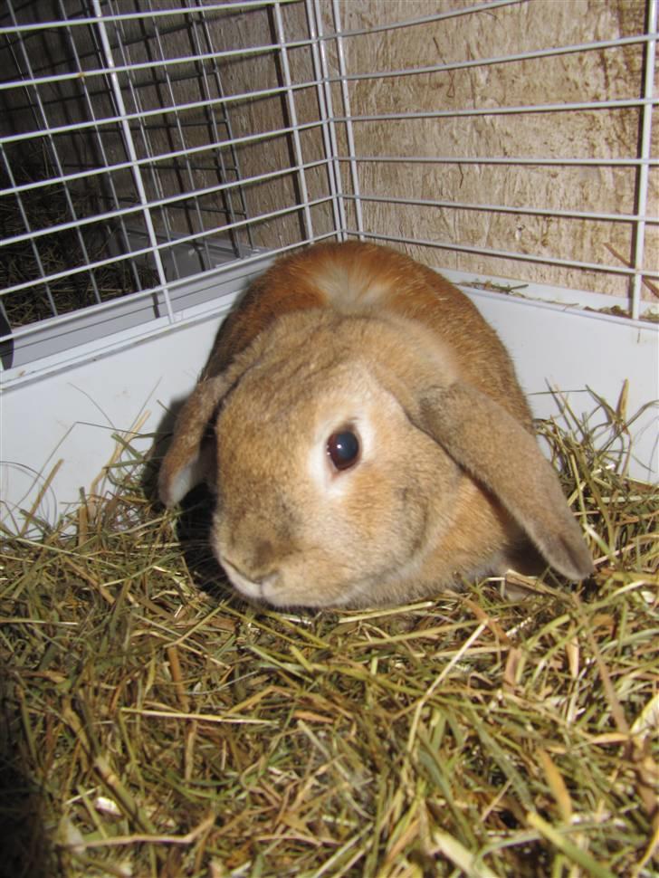 Kanin Ninka billede 3