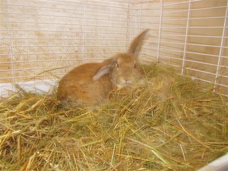 Kanin Ninka - Her sidder hun og giver ungerne mælk .. Sødt billede 4