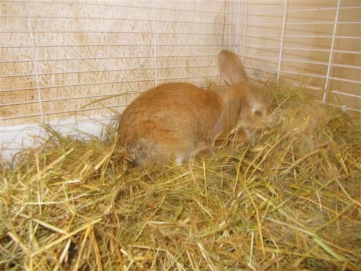 Kanin Ninka billede 5