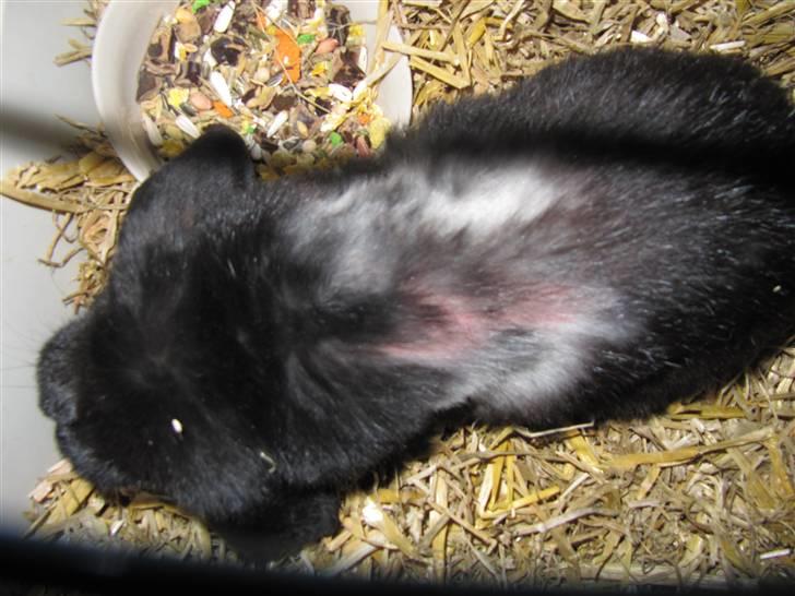 Kanin Ninus - Sådan ser man ud når man har fået lus billede 5