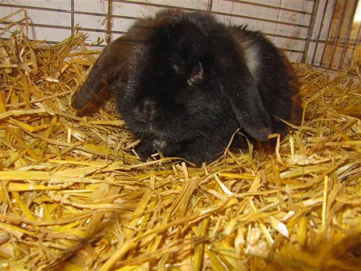 Kanin Ninus - Nu jeg i behandling for lus. Skal lige til et tjek ved dyrlægen på tirsdag den 22 marts billede 6