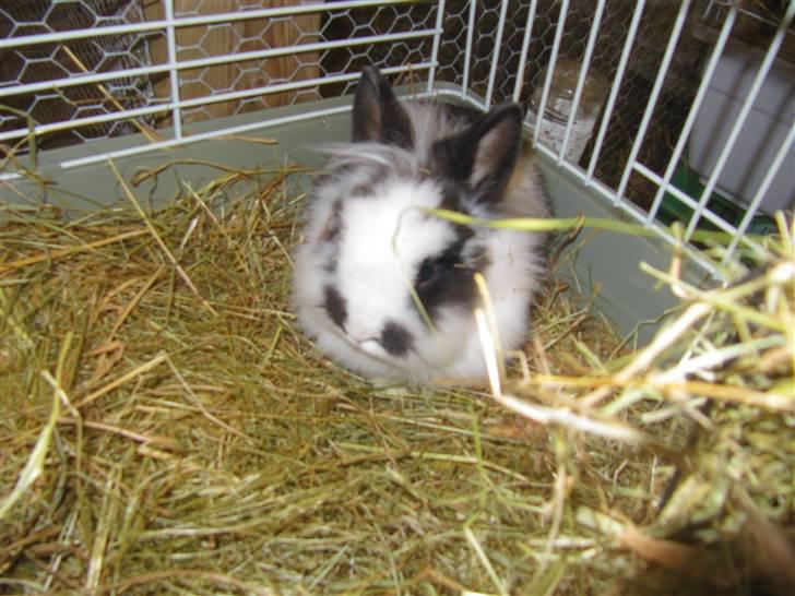 Kanin Snehvide billede 7