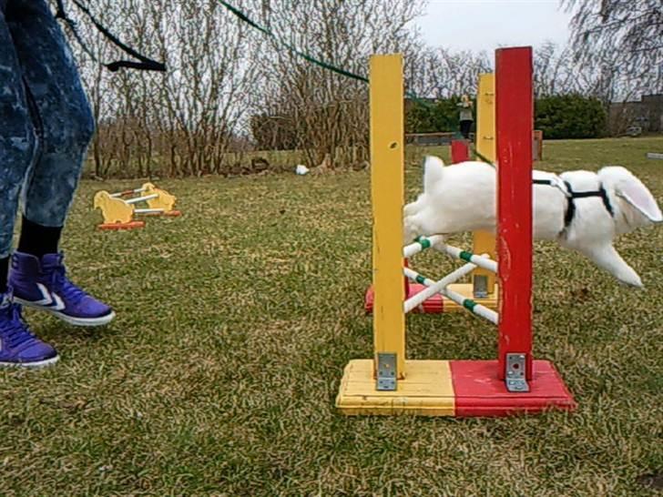 Kanin White Diamond Athos - Som i nok kan se og læse, er Athos hopkanin!:-D billede 2