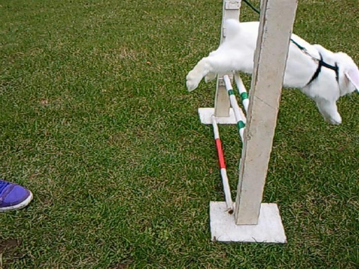 Kanin White Diamond Athos billede 3