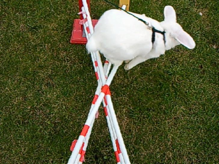 Kanin White Diamond Athos billede 4