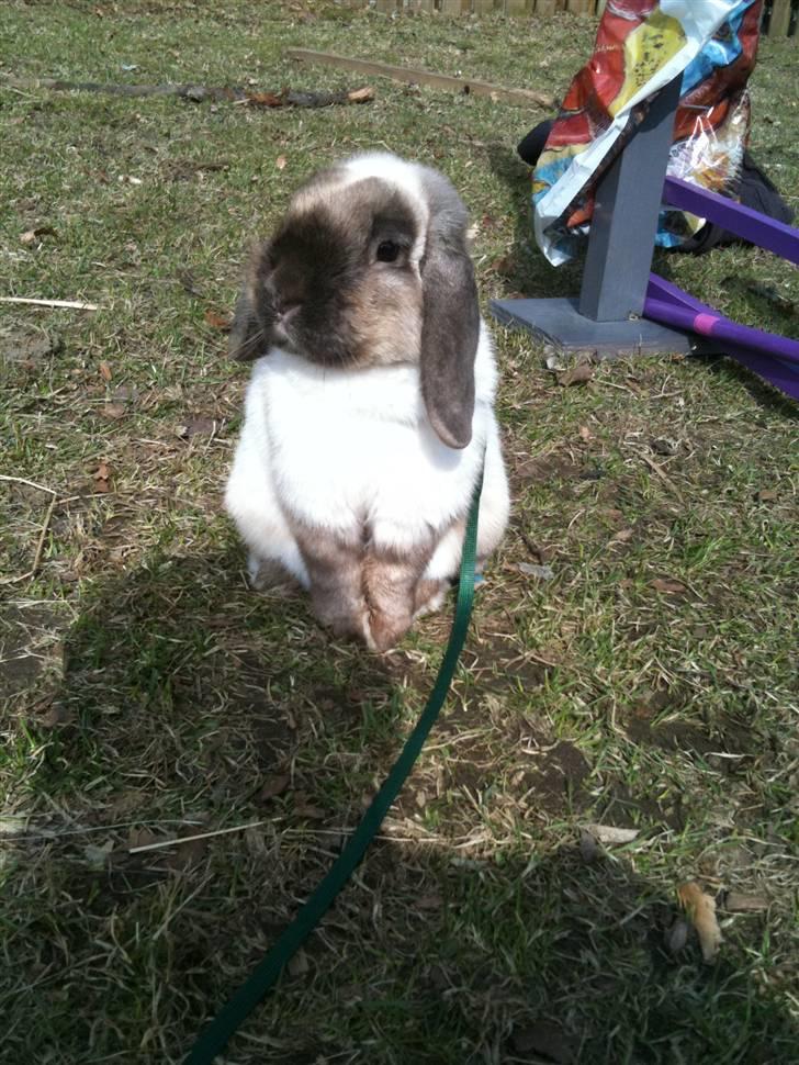 Kanin palle billede 1