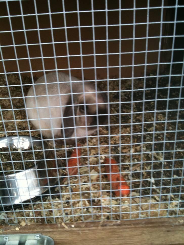 Kanin palle billede 2