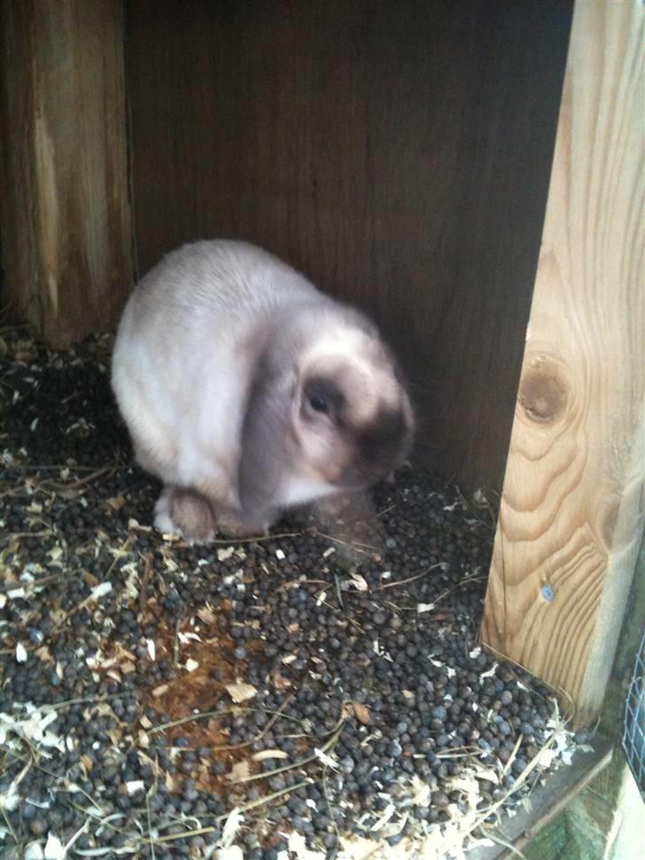 Kanin palle billede 3