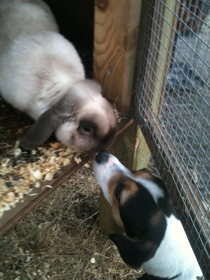 Kanin palle billede 4