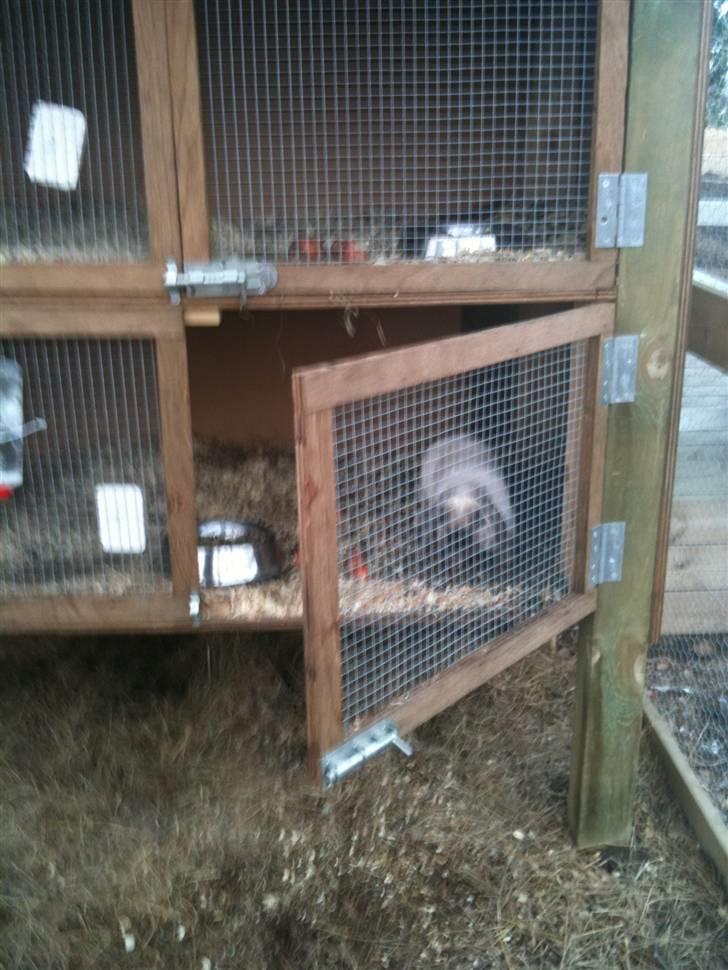 Kanin palle billede 5