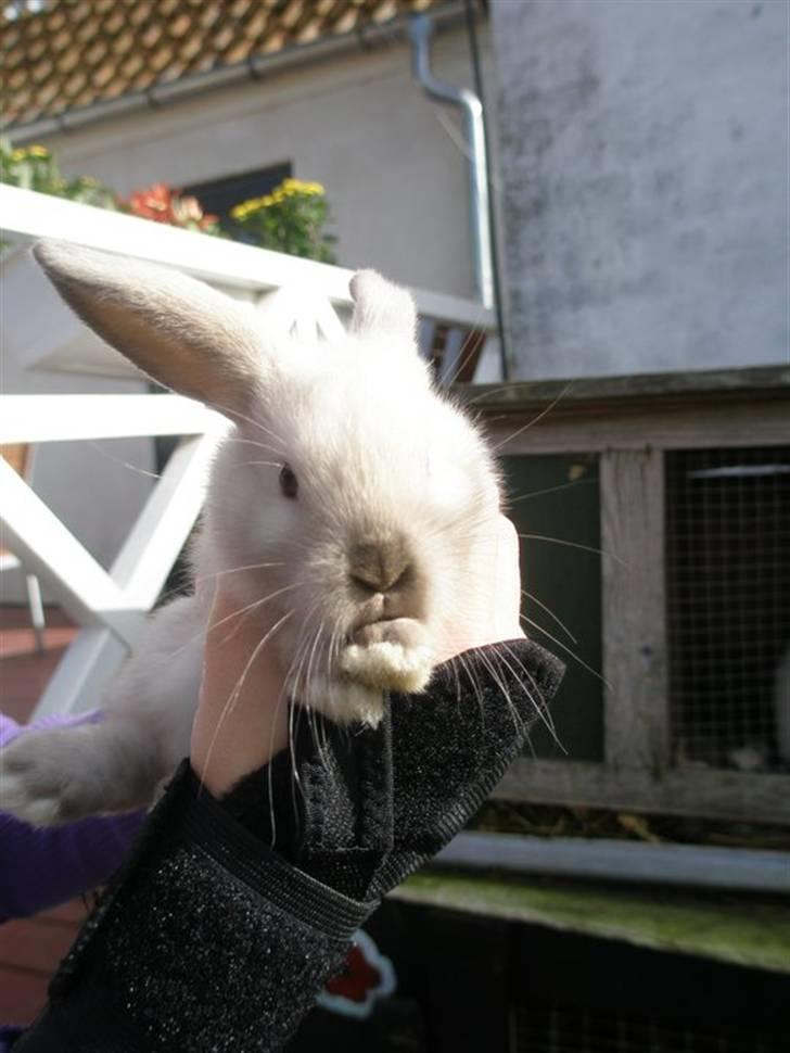 Kanin palle - palle som lille han har skiftet farve med årende  billede 6