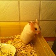 Hamster ida