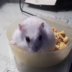 Dværghamster Findus R.I.P