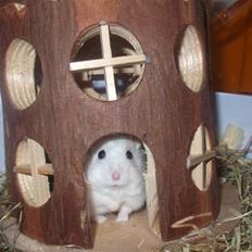 Dværghamster Findus R.I.P