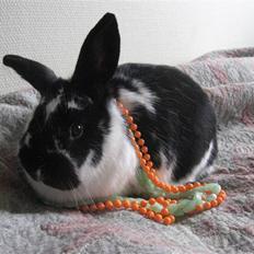 Kanin Drømmehavens Ariel