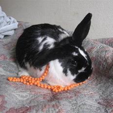 Kanin Drømmehavens Ariel