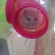 Dværghamster Findus R.I.P