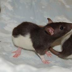 Tamrotte London Tipton