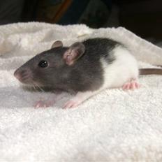 Tamrotte London Tipton