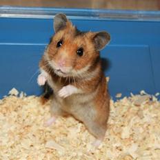 Hamster Rody
