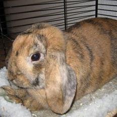 Kanin mimi... <3 R.I.P