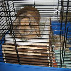 Kanin mimi... <3 R.I.P