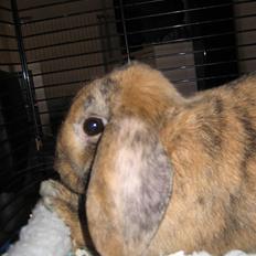 Kanin mimi... <3 R.I.P