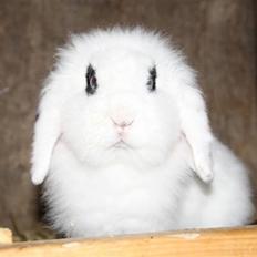 Kanin Yala Von Der Siegesburg