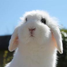 Kanin Yala Von Der Siegesburg