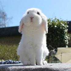 Kanin Yala Von Der Siegesburg