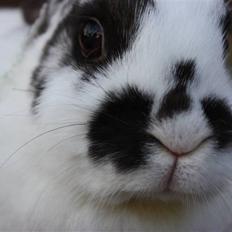 Kanin Mannerupgårds Sascha (Engel)