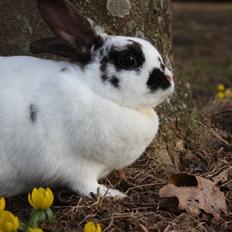 Kanin Mannerupgårds Sascha (Engel)