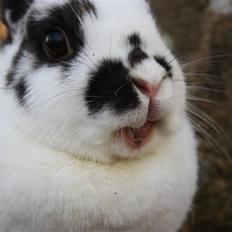 Kanin Mannerupgårds Sascha (Engel)