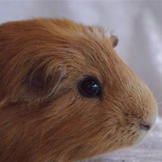 Marsvin King the big boy