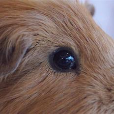 Marsvin King the big boy