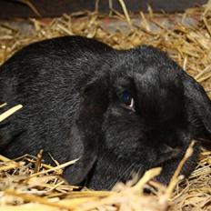 Kanin Dina (93p) - NU MED UNGER