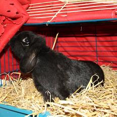 Kanin Dina (93p) - NU MED UNGER