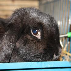 Kanin Dina (93p) - NU MED UNGER