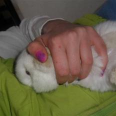 Kanin Tinky (Tinky Winky)<3