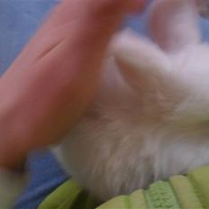 Kanin Tinky (Tinky Winky)<3