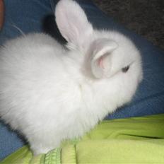 Kanin Tinky (Tinky Winky)<3