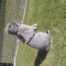 Kanin Rubin's Limelight 