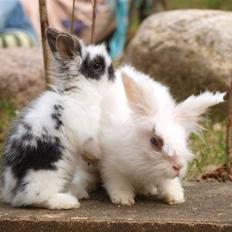 Kanin izabella mustela erminea