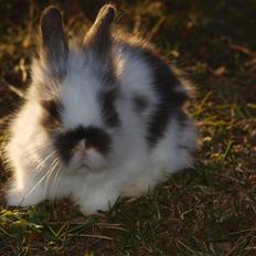 Kanin izabella mustela erminea