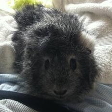 Marsvin Obsessions Mathilde *Solgt