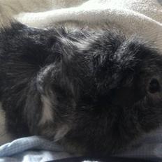 Marsvin Obsessions Mathilde *Solgt