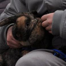 Kanin Bambino junior R.I.P