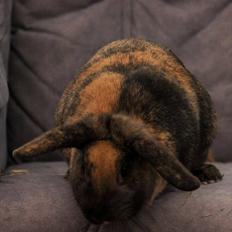 Kanin Bambino junior R.I.P