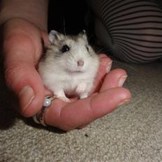 Dværghamster Louie (Bamse)